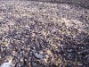 thumb_cesped-germinado2.jpg