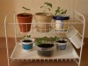 thumb_CIMG1918%20%281024%20x%20768%29.jpg