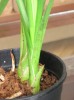 thumb_cymbidium-manchas-01.JPG