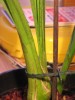 thumb_cymbidium-manchas-02.JPG