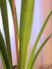 thumb_cymbidium-manchas-03.JPG