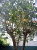 thumb_detalle%7E2.jpg