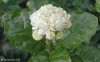 thumb_Diamela-Grand%20Duke%20of%20Tuscany.jpg
