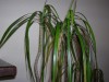 thumb_dracaena1.JPG