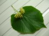 thumb_DSC00631.JPG