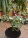 thumb_Dsc00749.jpg