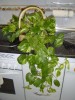 thumb_DSC01335.jpg