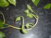 thumb_DSC01337.jpg
