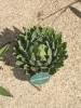 thumb_DSC01626%7E2.JPG