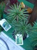 thumb_DSC01655.JPG