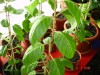 thumb_DSC01931.JPG