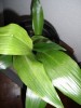 thumb_DSC02088-mod.jpg