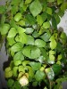 thumb_DSC02091-mod%7E0.jpg
