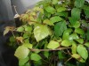 thumb_DSC02093-mod.jpg