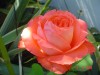 thumb_Dsc02320Rosa.jpg