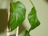 thumb_DSC02648.JPG
