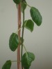 thumb_DSC02665.JPG