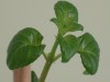 thumb_DSC02667.JPG