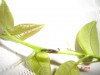 thumb_DSC02779%7E0.JPG