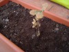 thumb_DSC03540.JPG