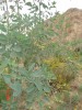 thumb_DSC04842.JPG