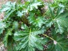 thumb_DSCF0064.jpg