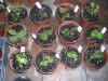 thumb_DSCN1133.JPG