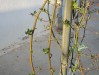 thumb_DSCN2163.JPG
