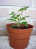 thumb_DSCN2379%7E0.JPG