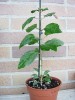 thumb_DSCN2449%7E0.JPG