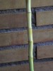thumb_DVC00051.JPG