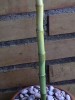 thumb_DVC00052.JPG