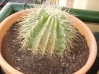 thumb_Echinocactus%20grusonii%20%2020-III-06%20011.JPG