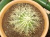 thumb_Echinocactus%20grusonii%20%2020-III-06%20012.JPG