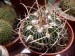 thumb_ECHINOFOSSULOCACTUS2.jpg