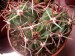 thumb_ferocactus2%7E0.jpg