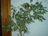 thumb_ficus%20benjamina%20%281%29.JPG