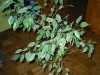 thumb_ficus%20benjamina%20%282%29.JPG