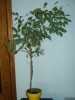 thumb_ficus%20benjamina.jpg