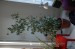 thumb_ficus%7E0.JPG