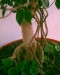 thumb_ficus2.jpg