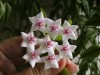 thumb_flor%20h.%20bela.jpg