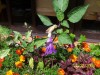 thumb_Flor%7E2.jpg