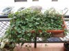 thumb_flores%20001b.jpg