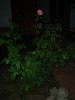 thumb_flores%20002.jpg