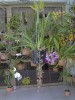 thumb_flores%20008%7E1.jpg