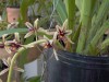 thumb_flores%20009.jpg