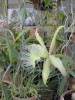 thumb_flores%20017%7E0.jpg