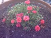 thumb_FLORES%20DESCONOCIDAS.JPG