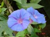 thumb_florzoofuengirola.jpg
